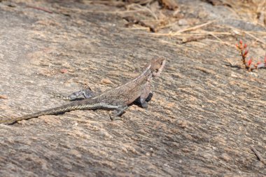 Kızıl saçlı rock agama