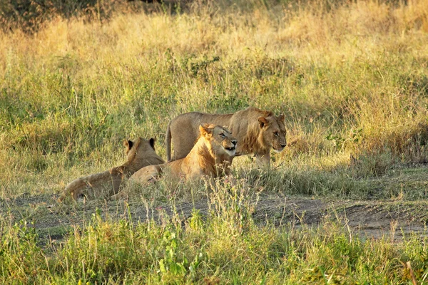 Groupe de jeunes lions au repos — Photo