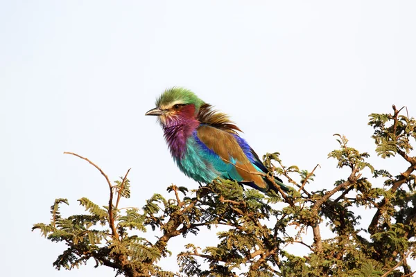 Colorful lilac-breasted Roller perched — Stock Photo, Image