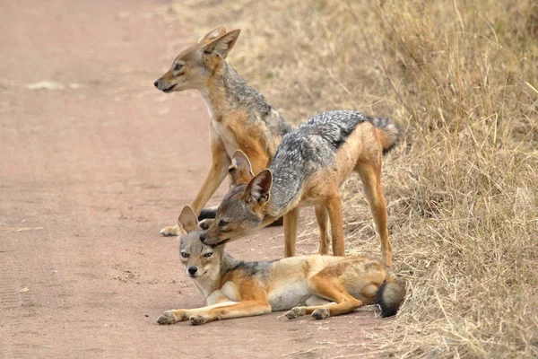 Family of black-backed jackals — Stock Photo, Image