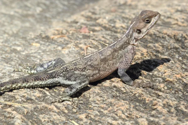 Rocher à tête rouge Agama — Photo