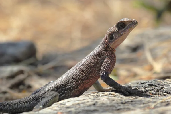 Rocher à tête rouge Agama — Photo