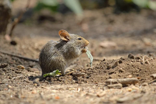 Field mouse eating a leaf — Stock Photo, Image