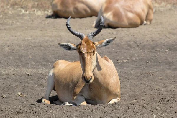 休息的麋羚 — 图库照片