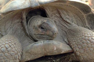 portre ile aldabra dev kaplumbağa