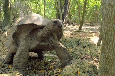 Aldabra dev kaplumbağa ağaçların arasındaki