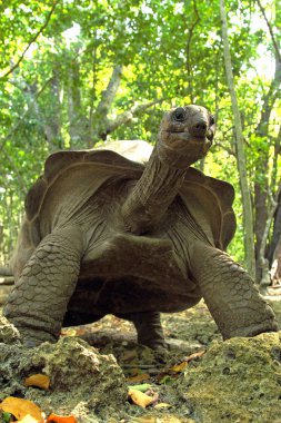 çok yüksek aldabra dev kaplumbağa