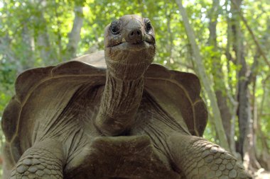 Aldabra giant tortoise from the bottom clipart