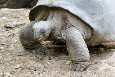 Aldabra dev kaplumbağası.