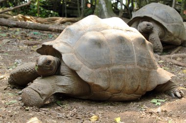 Aldabra dev kaplumbağası.