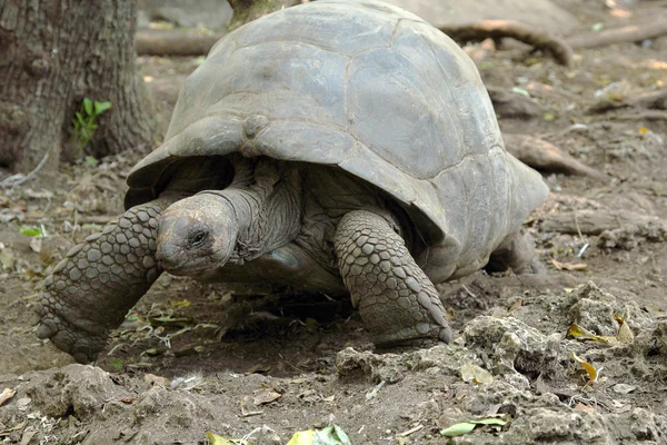 Aldabra dev kaplumbağa yürüyüş — Stok fotoğraf