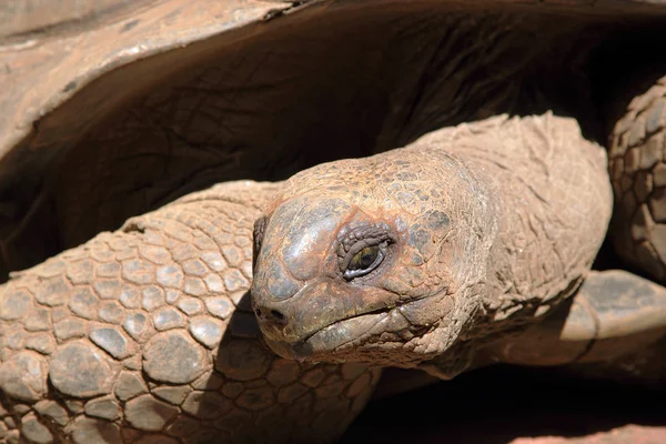 Yüz ile aldabra dev kaplumbağa — Stok fotoğraf