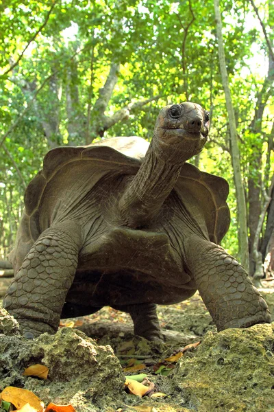 Uma enorme tartaruga gigante Aldabra — Fotografia de Stock