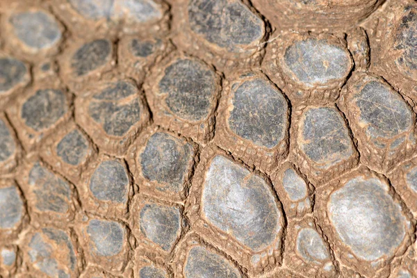 Skin of Aldabra giant tortoise — Stock Photo, Image