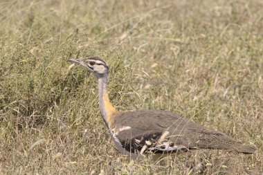 Afrika kuş, orman hartlaub'ın damla