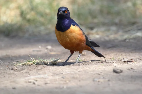 African bird, Superb starling, on the ground — Stock Photo, Image