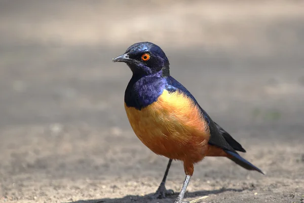 African bird, Superb starling, on the ground — Stock Photo, Image