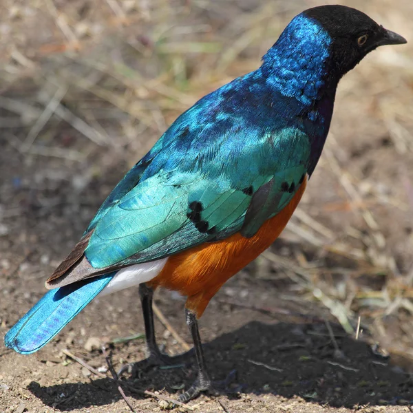 Afrikaanse vogel, Driekleurige glansspreeuw, van achteren — Stockfoto
