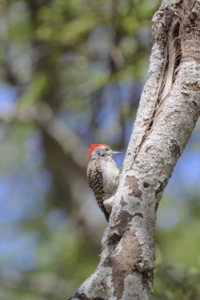 Grey Woodpecker tapping a branch — Stock Photo, Image