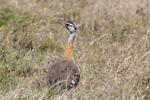 Oiseau africain, Hartlaub's Bustard, dans la brousse — Photo