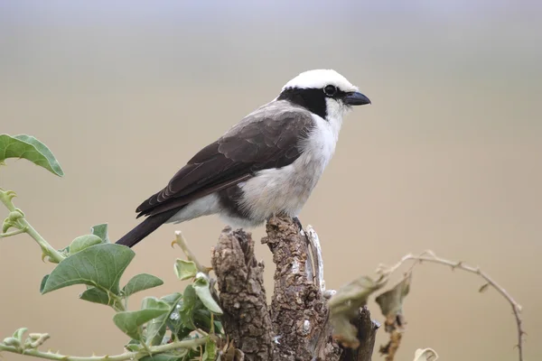 African bird, Northern White-crowned Shrike, perched on a tree — Stock Photo, Image