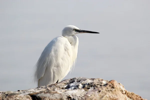 Pequeno branco Egret em uma pedra — Fotografia de Stock