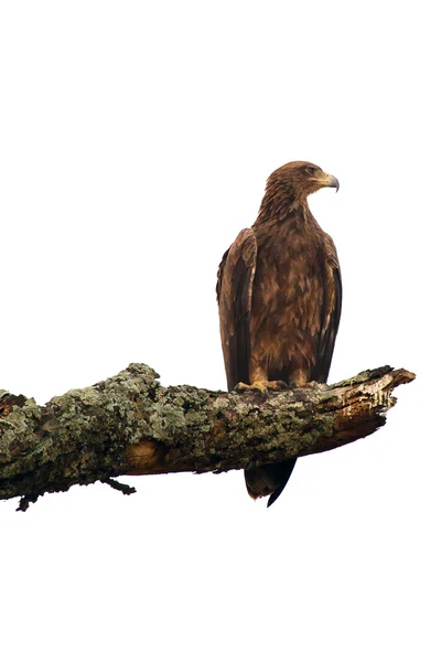 Águila marrón aislada en blanco —  Fotos de Stock