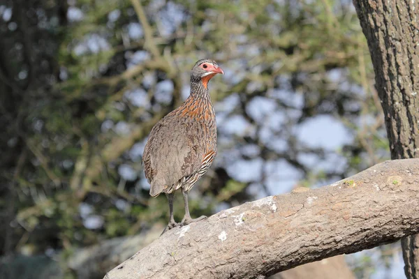 Červený krk francolin na větvi — Stock fotografie