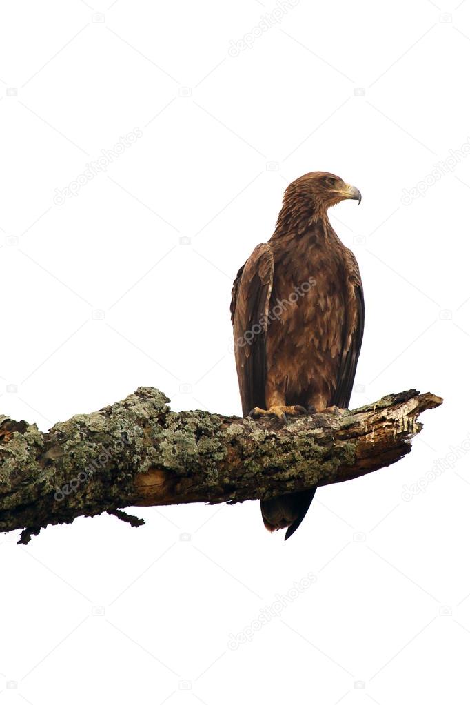 Brown Eagle isolated on white