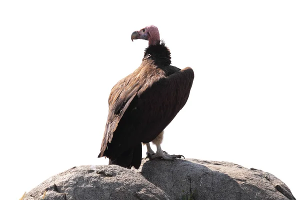 Avvoltoio nubiano isolato su sfondo bianco — Foto Stock