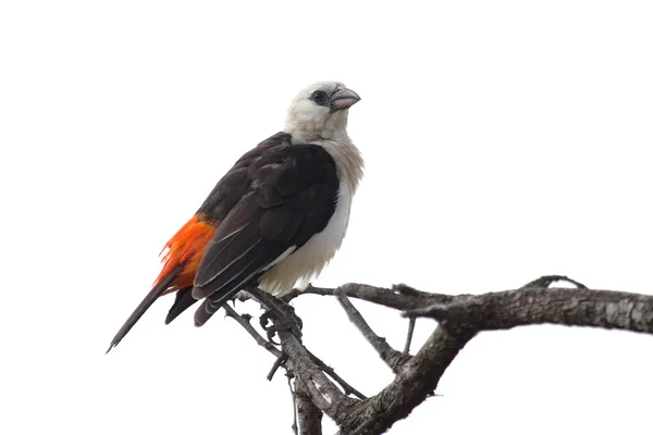 White-headed Buffalo Weaver isolated on white background — Stock Photo, Image