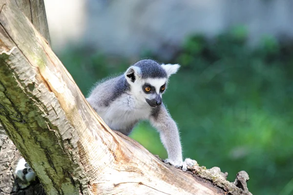 Ring-tailed lemur (Lemur catta) climbing a log — Stock Photo, Image