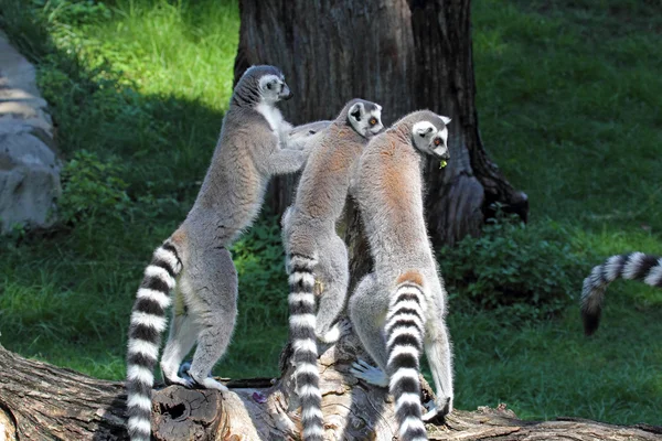 Grupo de lêmures-de-cauda-anelada (Lemur catta) em um log — Fotografia de Stock