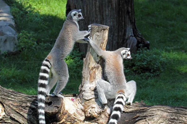 Dvě s prstýnkovým lemurů (Kata) na kládě — Stock fotografie