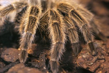 korkunç dev tarantula