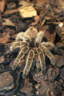 korkunç dev tarantula