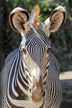 ortak bir zebra portresi