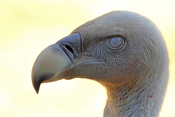 Retrato do Cabo Griffon Abutre — Fotografia de Stock