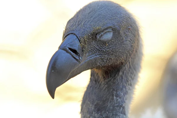 Retrato do Cabo Griffon Abutre — Fotografia de Stock