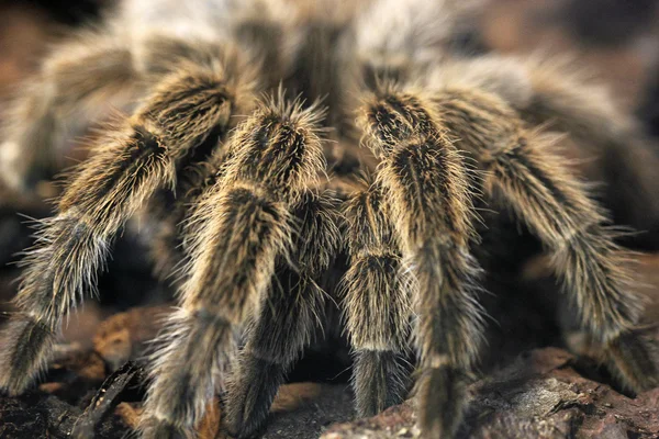 Terrificante tarantola gigante — Foto Stock