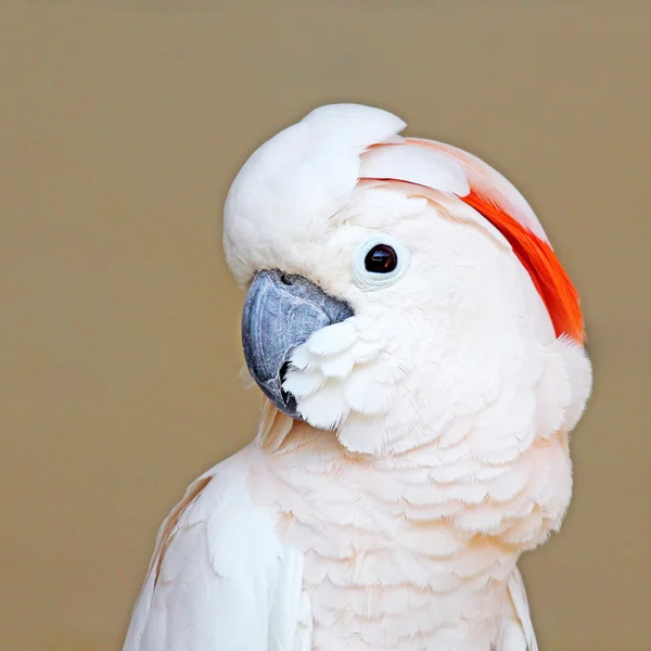 Portrait of a Moluccan Cockatoo on uniform background — Stock Photo, Image