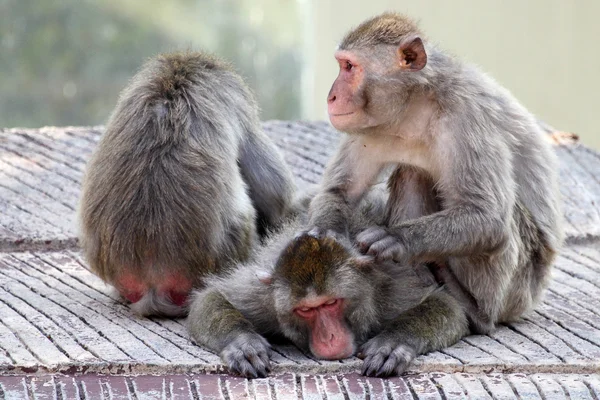 Grupa japońskich makaków relaksujący — Zdjęcie stockowe