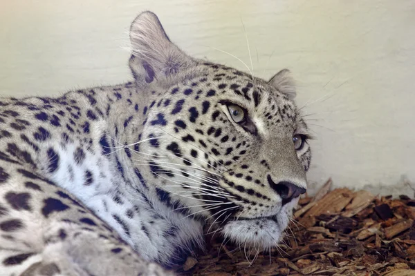 Gesicht eines Leoparden — Stockfoto