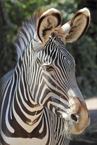 Portrét společné Zebra — Stock fotografie