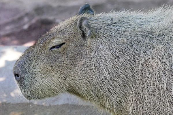 Sidovy av en kapybara — Stockfoto