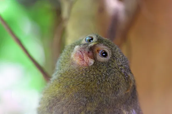 Un piccolo usignolo pigmeo — Foto Stock