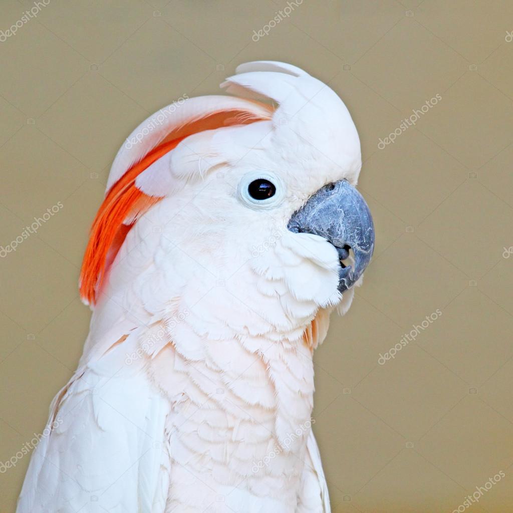 Portrait of a Salmon-crested Cockatoo on uniform background