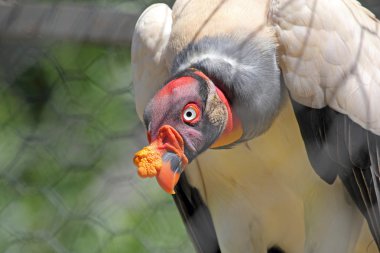 A King Vulture in captivity clipart