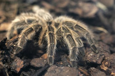 korkunç dev tarantula