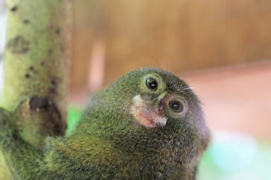 küçük bir cüce marmoset